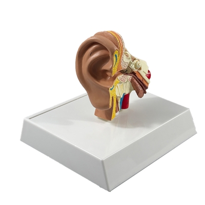Анатомическая модель человеческого уха Corpo Ear-5