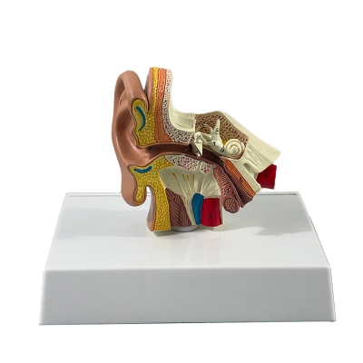 Анатомическая модель человеческого уха Corpo Ear-1